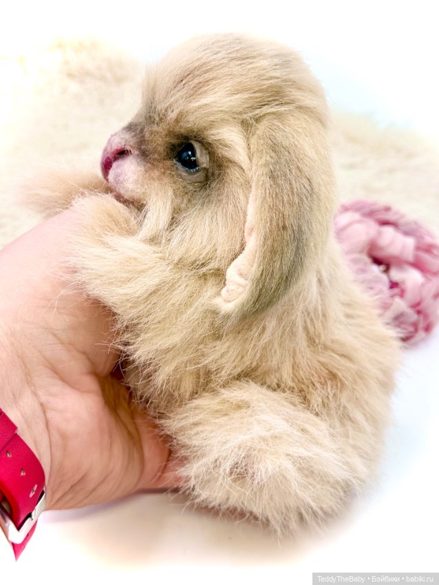 Кекс 🐰 — Авторские игрушки