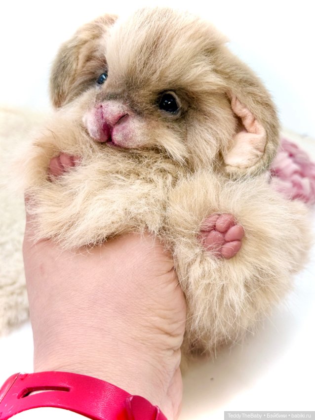 Кекс 🐰 — Авторские игрушки (фото 9)