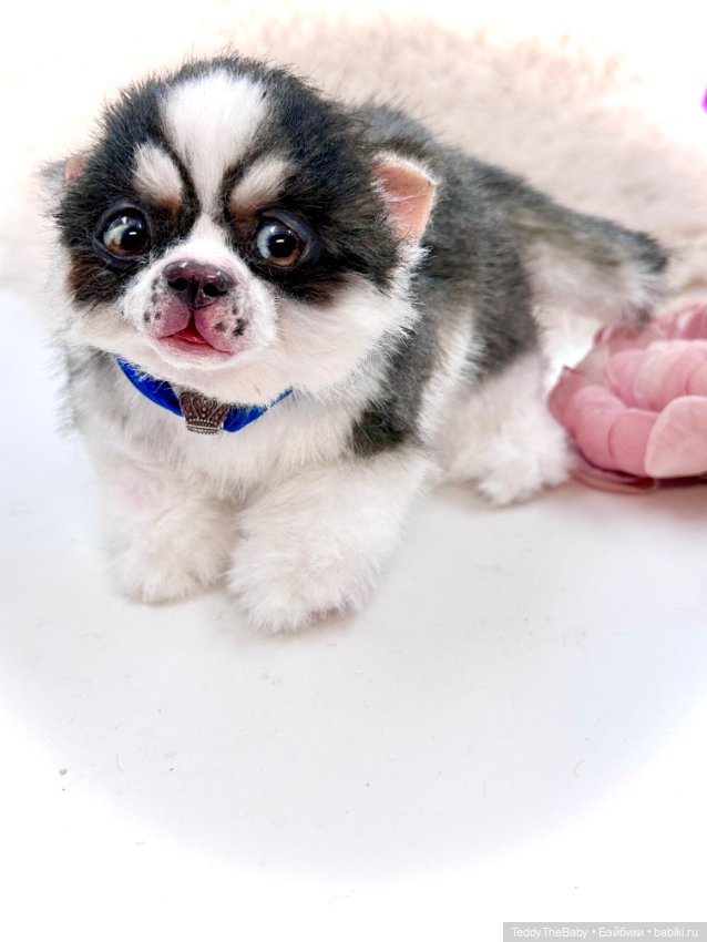 Авторские игрушки (фото 6)