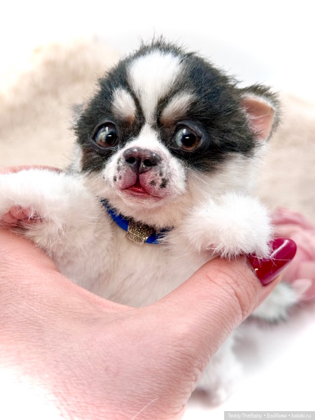 Авторские игрушки (фото 2)