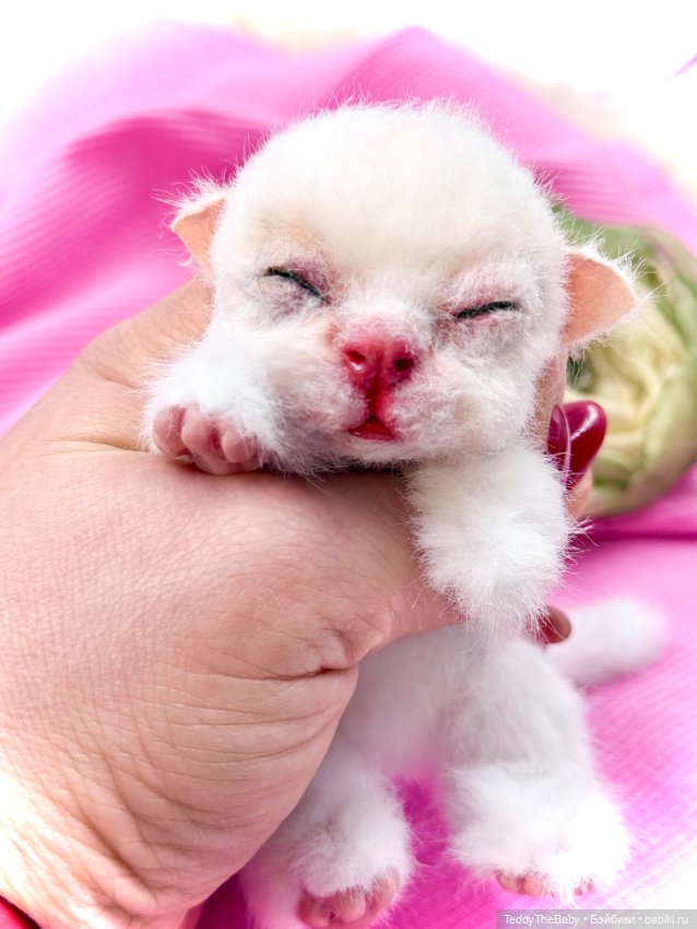 Бейби — Авторские игрушки (фото 3)