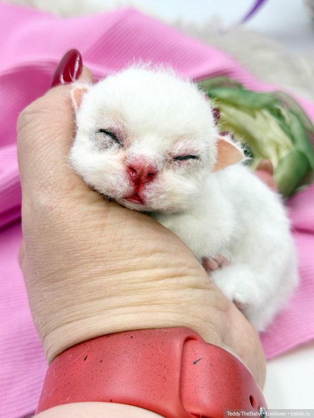 Бейби — Авторские игрушки