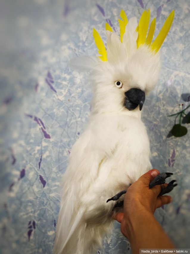 Большой желтохохлый какаду (фото 3)