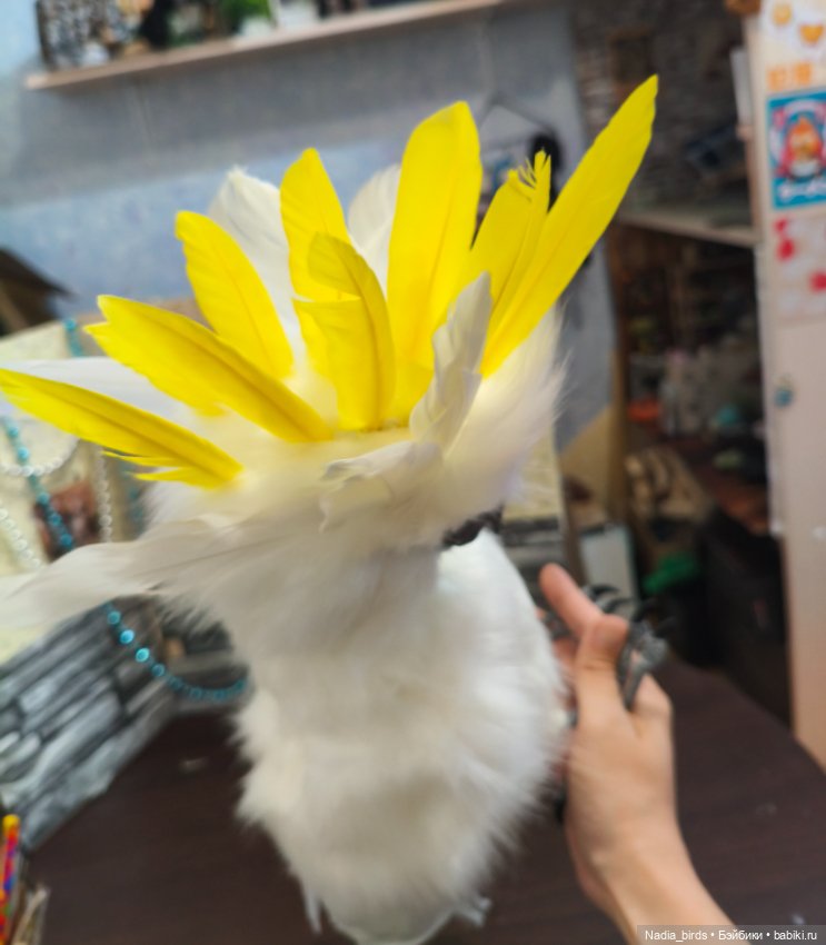Большой желтохохлый какаду (фото 6)