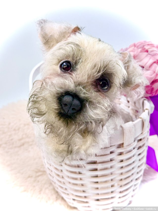 Jenny — Авторские игрушки