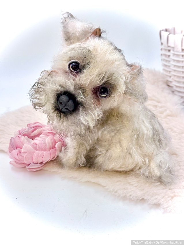 Jenny — Авторские игрушки (фото 7)