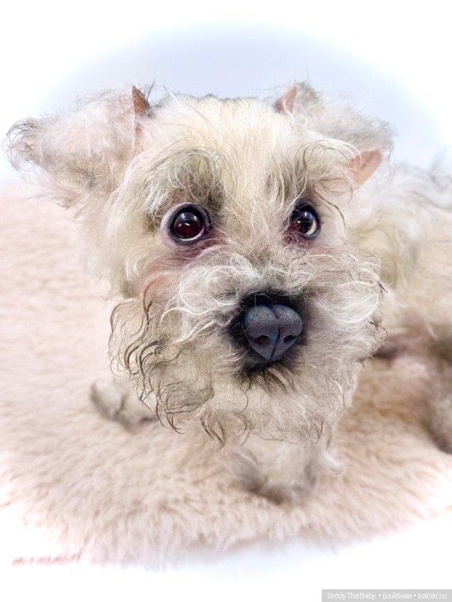 Jenny — Авторские игрушки