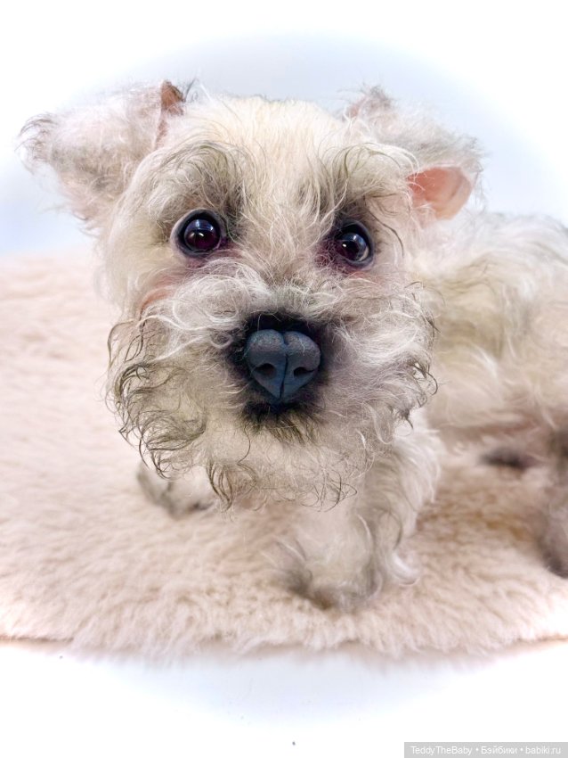 Jenny — Авторские игрушки (фото 10)