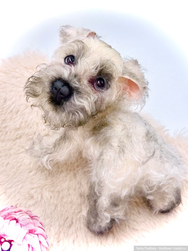 Jenny — Авторские игрушки (фото 4)