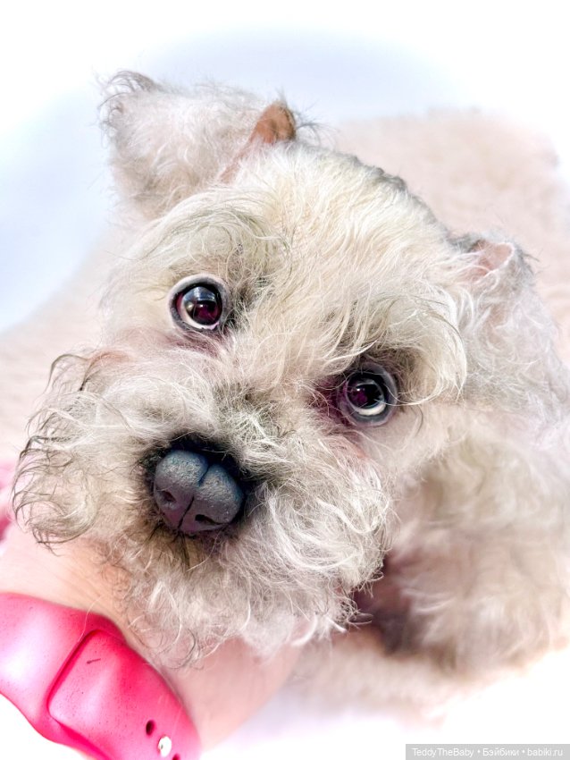 Jenny — Авторские игрушки (фото 9)