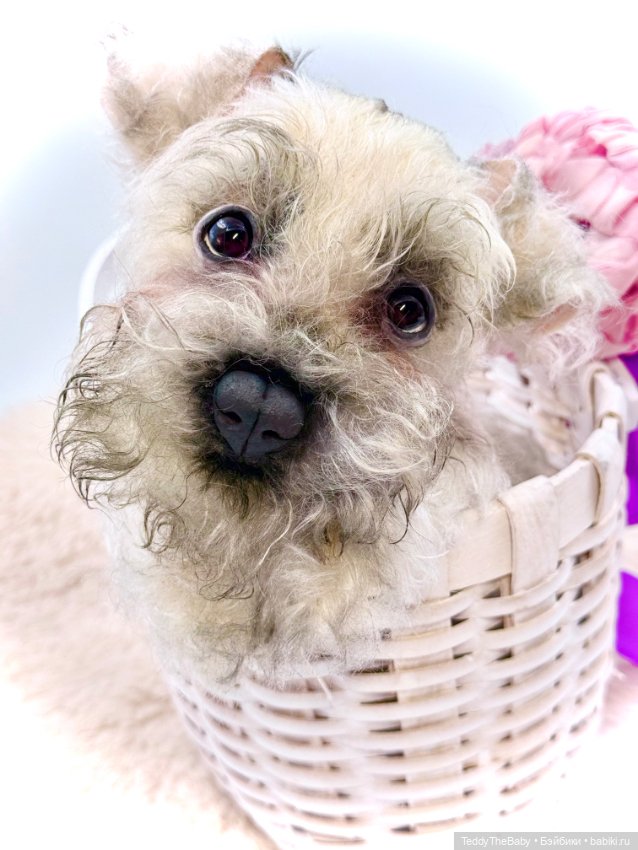 Jenny — Авторские игрушки