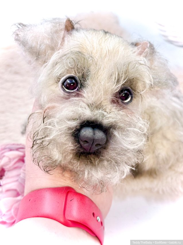 Jenny — Авторские игрушки (фото 6)