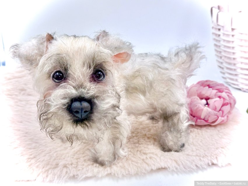 Jenny — Авторские игрушки (фото 5)