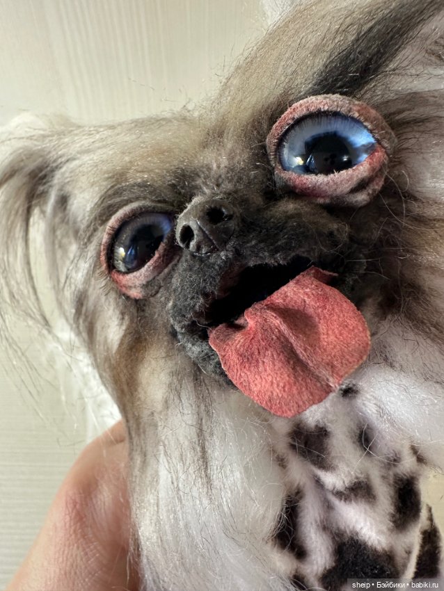 Китайская хохлатая от Ольги Малышевой (фото 4)