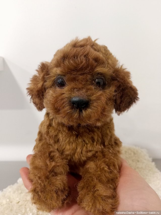 Щеночек мини пуделя 🐶🐕🐾 — Авторские игрушки (фото 5)