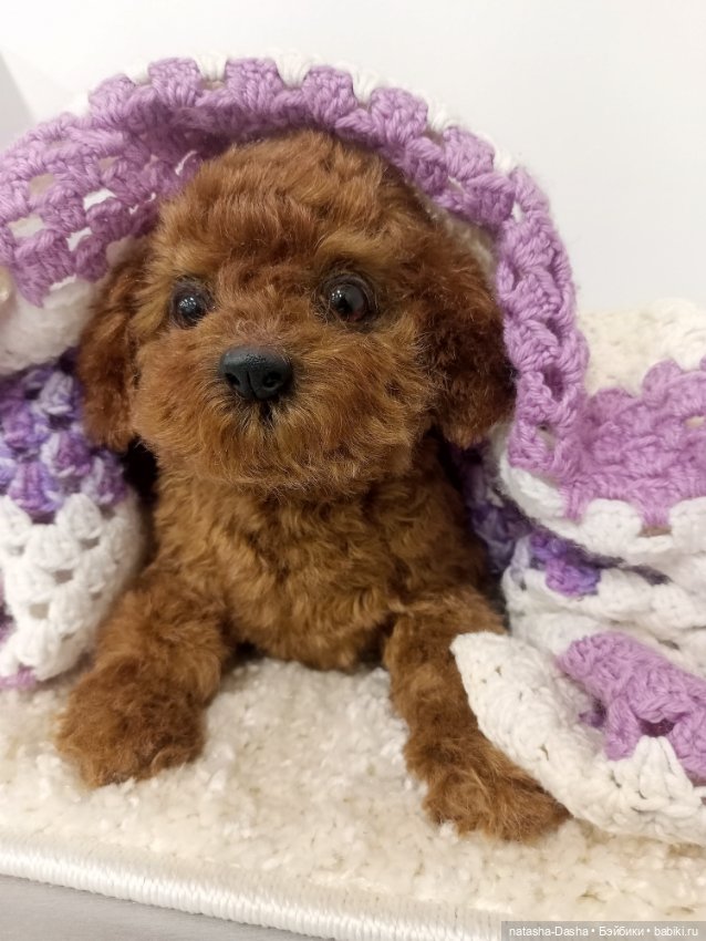 Щеночек мини пуделя 🐶🐕🐾 — Авторские игрушки (фото 3)