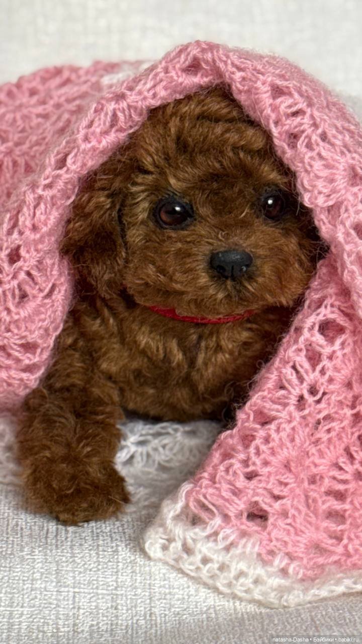 Щеночек мини пуделя 🐶🐕🐾 — Авторские игрушки (фото 2)