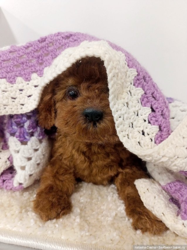 Щеночек мини пуделя 🐶🐕🐾 — Авторские игрушки (фото 6)