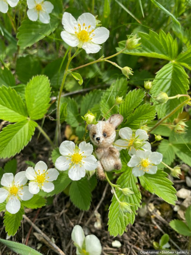 Собачка Чихуахуа — Коллекционные фигурки (фото 2)