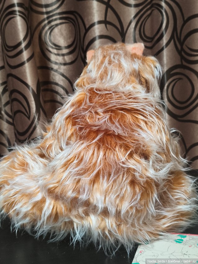 Лютик, пушистый кототерапевт (фото 9)