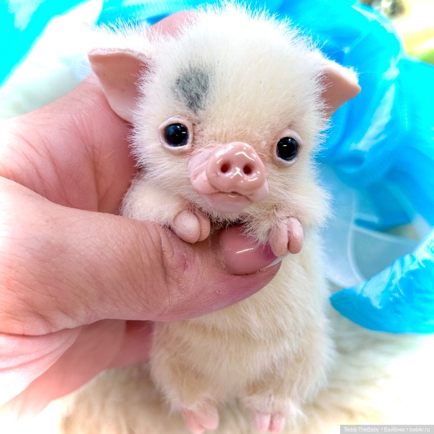 Зюзя 🐷 — Авторские игрушки