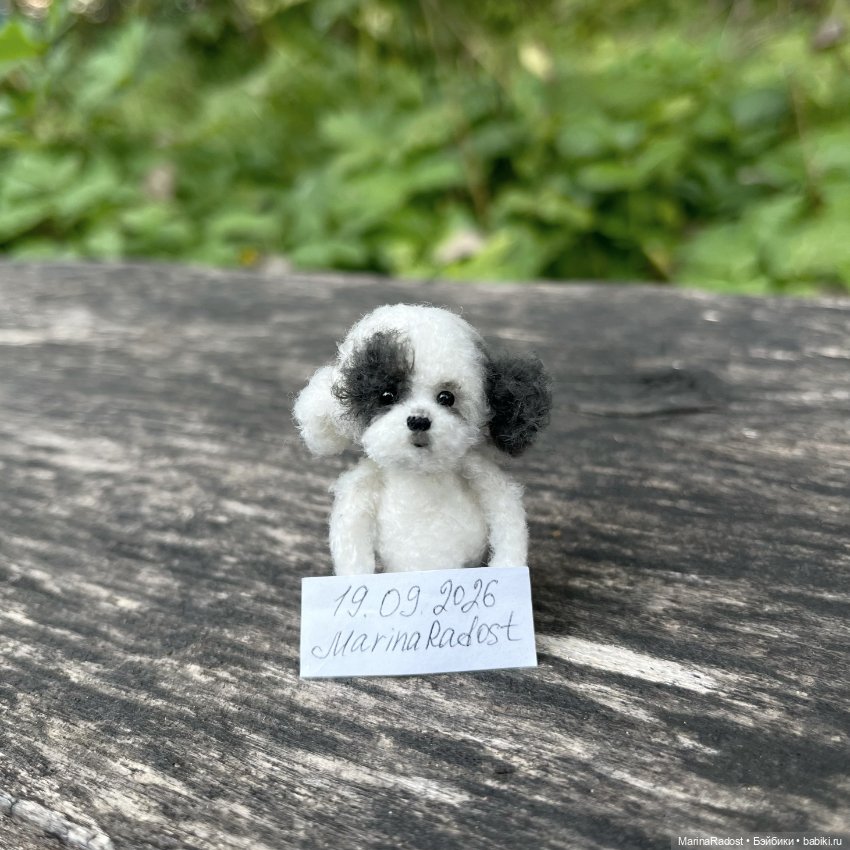 Миниатюрная собачка с пятнышком (фото 3)