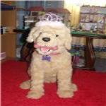 Любимая ЛЮСЯ - интерактивный щенок Бисквит от Hasbro