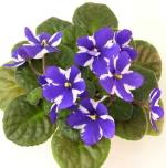 Цветы привносят в нашу жизнь нечто...