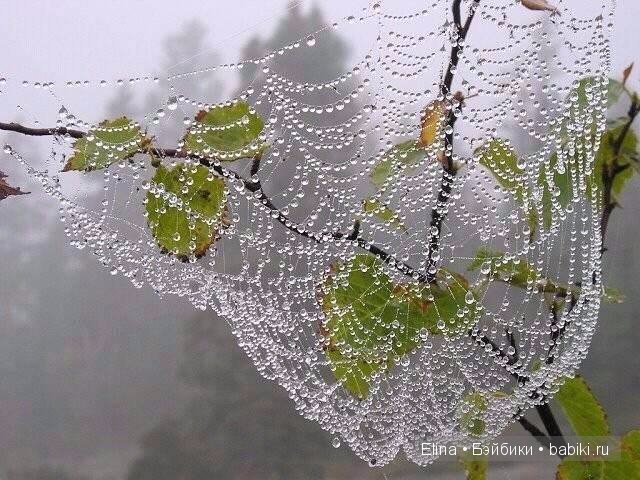 Капелька :) — Интересное и необычное: фотоподборки (фото 6)
