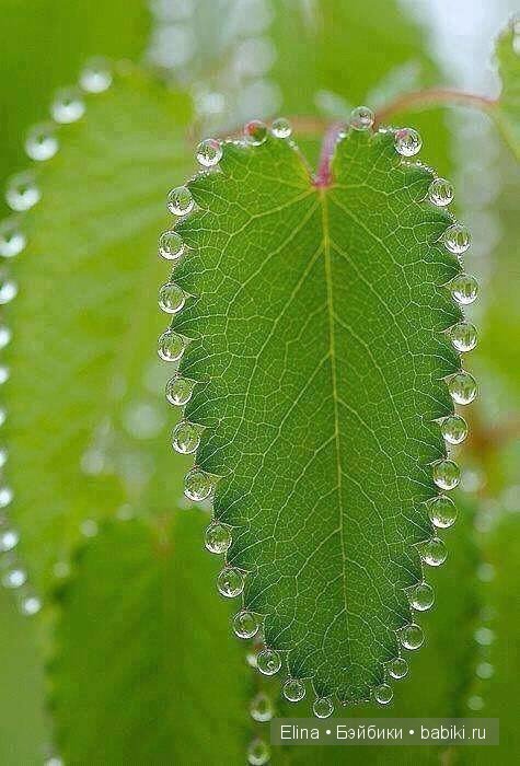 Капелька :) — Интересное и необычное: фотоподборки (фото 4)