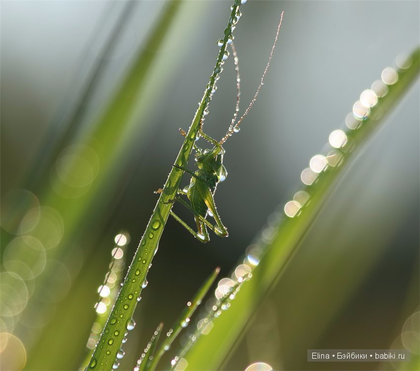 Капелька :) — Интересное и необычное: фотоподборки (фото 7)