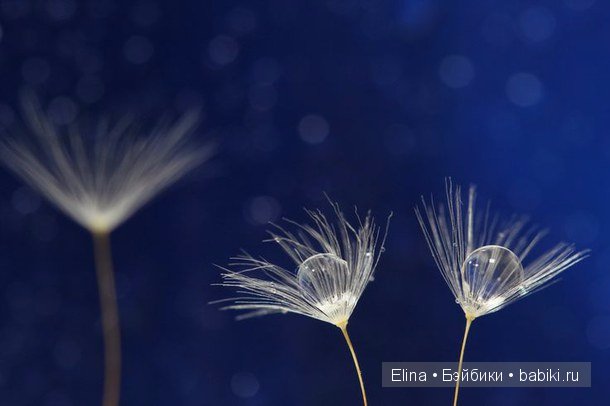 Капелька :) — Интересное и необычное: фотоподборки