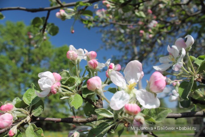 Урок гербологии ))) Предлагаю маленькую викторину с подарком (фото 7)