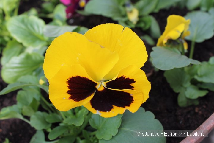 Урок гербологии ))) Предлагаю маленькую викторину с подарком (фото 5)