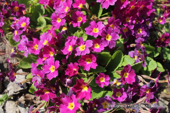 Урок гербологии ))) Предлагаю маленькую викторину с подарком