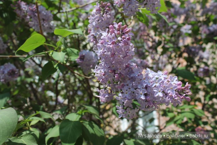 Урок гербологии ))) Предлагаю маленькую викторину с подарком (фото 9)