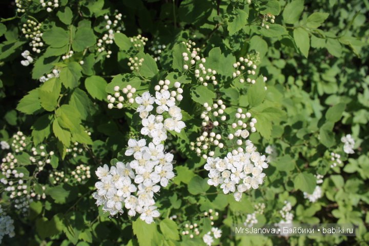 Урок гербологии ))) Предлагаю маленькую викторину с подарком