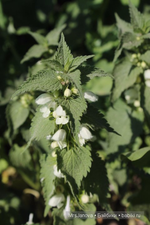 Урок гербологии ))) Предлагаю маленькую викторину с подарком