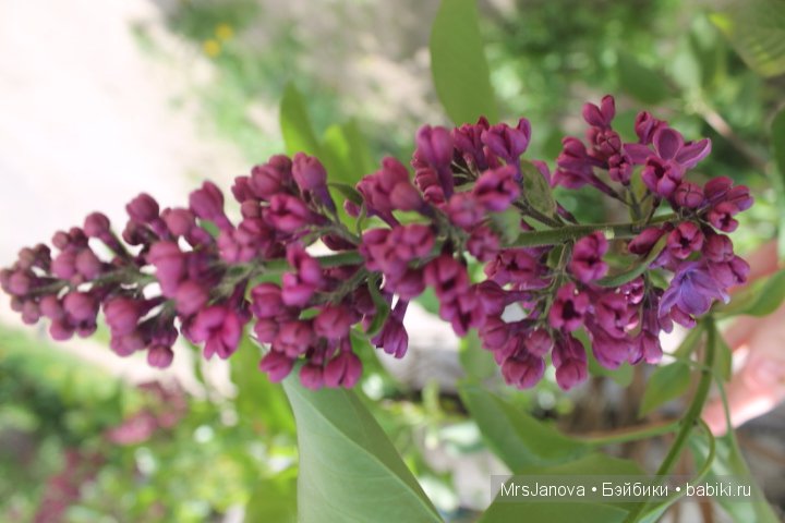 Урок гербологии ))) Предлагаю маленькую викторину с подарком (фото 10)