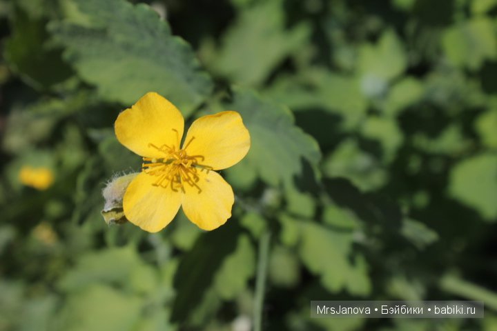 Урок гербологии ))) Предлагаю маленькую викторину с подарком