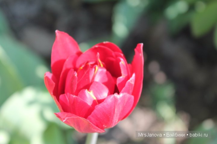 Урок гербологии ))) Предлагаю маленькую викторину с подарком