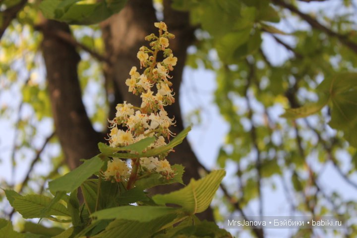 Урок гербологии ))) Предлагаю маленькую викторину с подарком