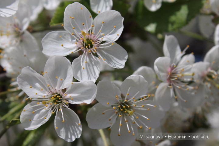 Урок гербологии ))) Предлагаю маленькую викторину с подарком (фото 8)