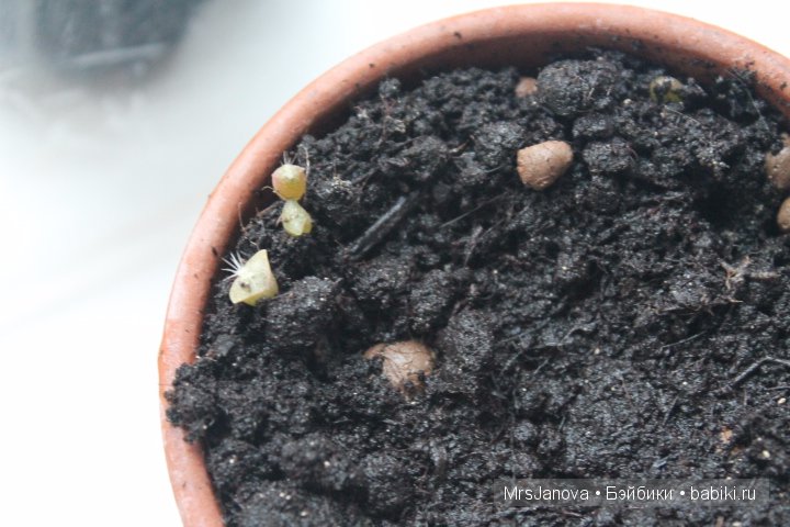 Урок гербологии ))) Предлагаю маленькую викторину с подарком