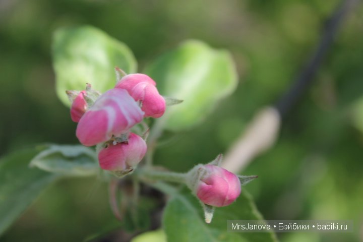 Урок гербологии ))) Предлагаю маленькую викторину с подарком (фото 6)