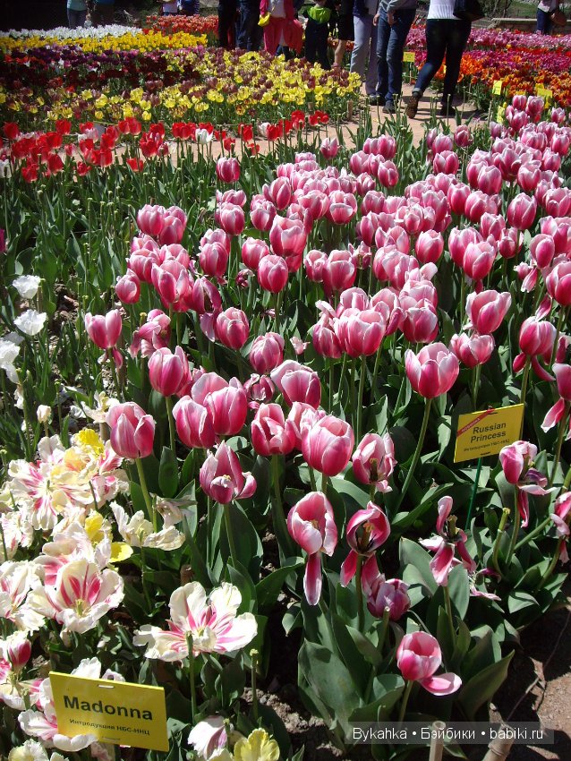 Сказка с названием " Крым". Часть 2