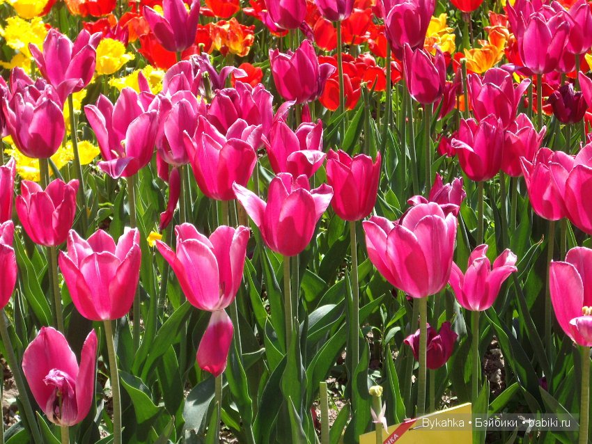 Сказка с названием " Крым". Часть 2 (фото 6)