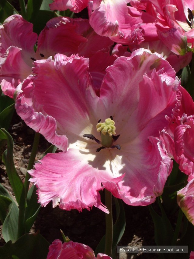 Сказка с названием " Крым". Часть 2