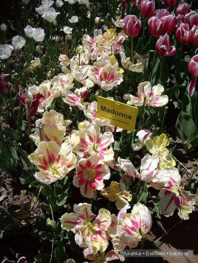 Сказка с названием " Крым". Часть 2