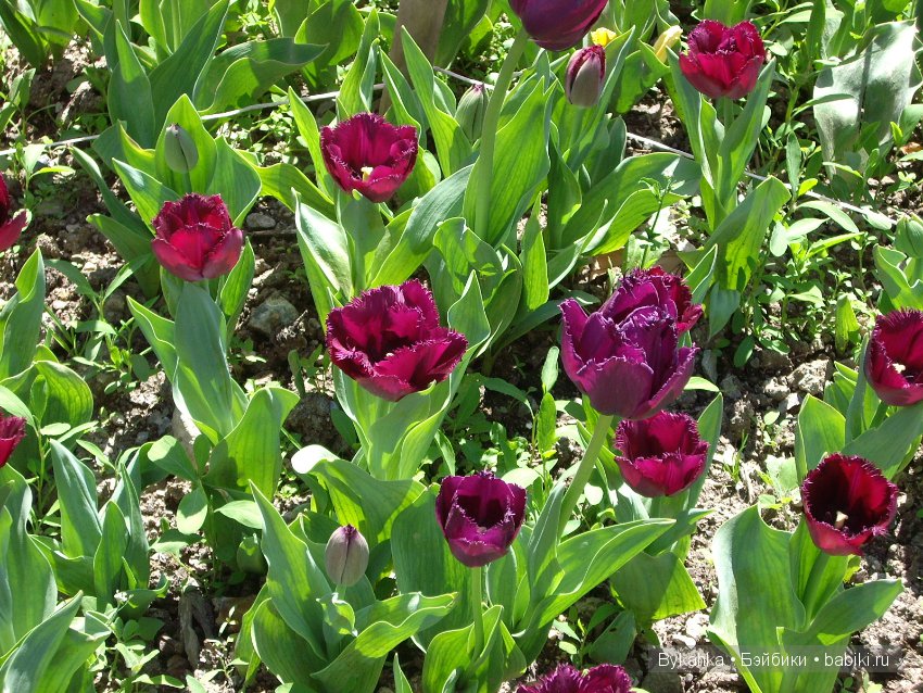 Сказка с названием " Крым". Часть 2 (фото 10)